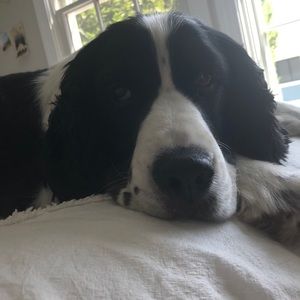 Meet your Posher, Sophie